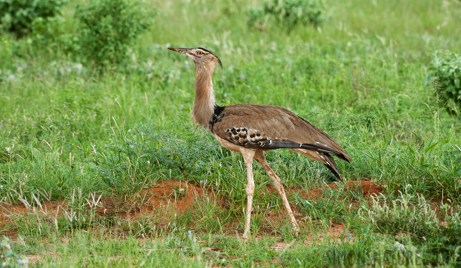 Ardeotis kori struthiunculus [400 mm, 1/800 sec at f / 8.0, ISO 1600]